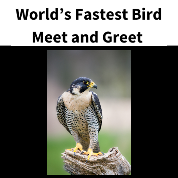 Peregrine falcon perched on wood with text above "World's Fastest Bird Meet and Greet"